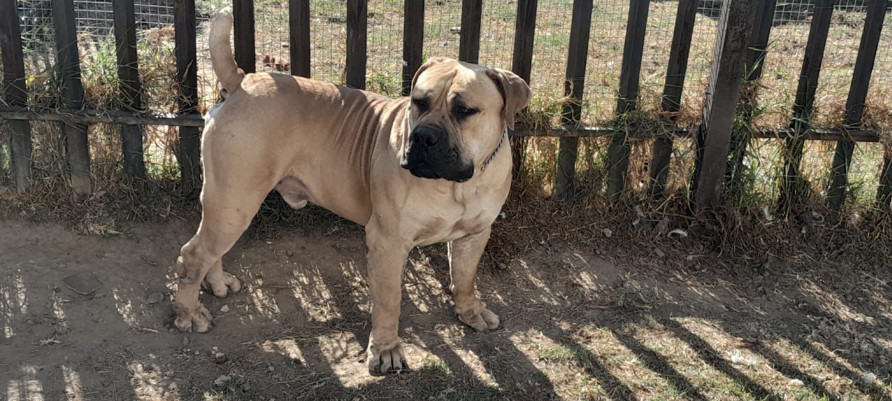 Msuthu Boer Boel